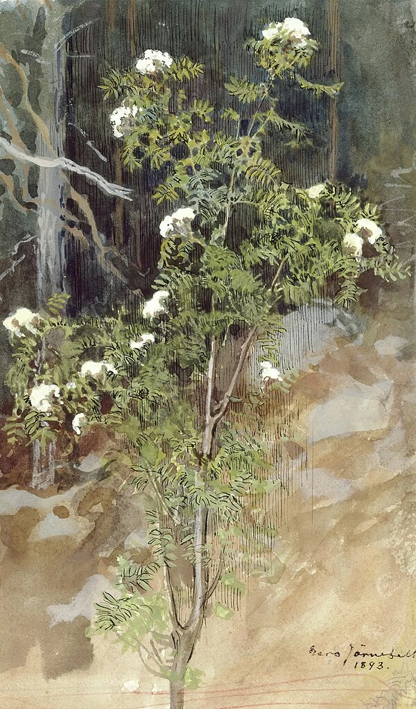 Eero Järnefelt - 106, Rowan Bianco, Museo d'Arte di Helsinki